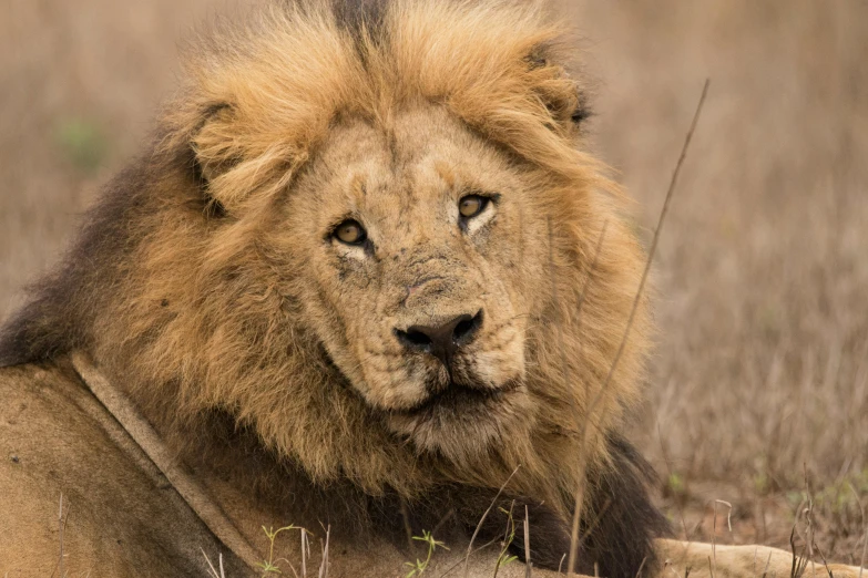 a lion sitting in the grass looking at the camera