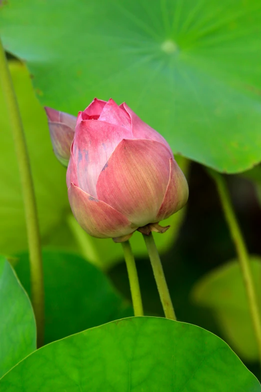 a pink flower on the stem of a green plant