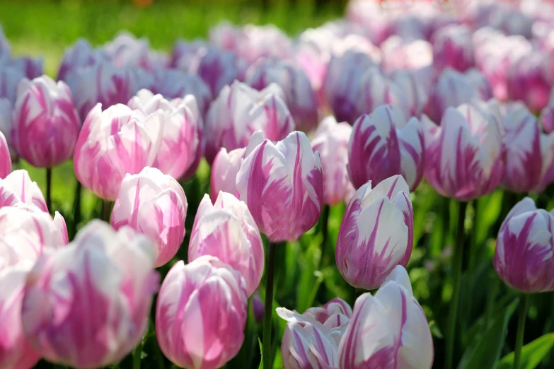 many pink and white tulips in a field