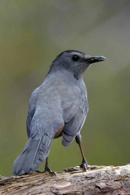 a bird that is standing on some nches