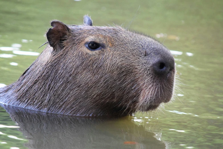the capybara swims in the water and checks for fish