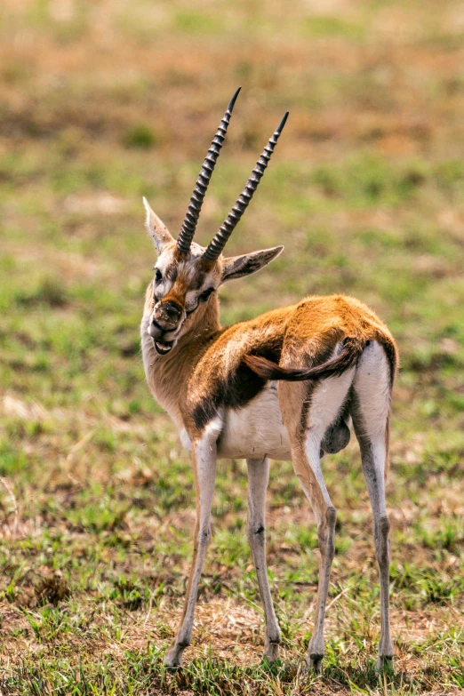 a small antelope standing on the side of a field