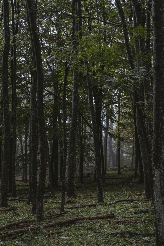 a few tall trees and grass in the middle of a forest