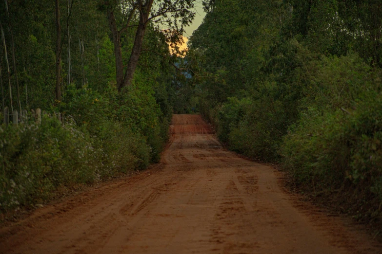 a gravel road leading to tall trees in the distance