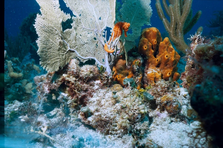 a couple of different types of corals on the seabed