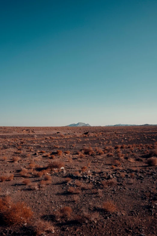 a lonely horse standing in an arid plain