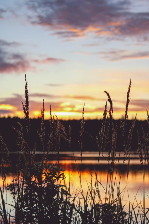 a lake is seen during sunset or dawn with plants