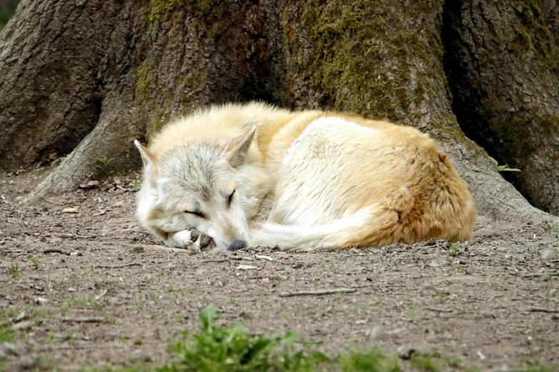 a sleeping wolf is sitting on the ground under a tree