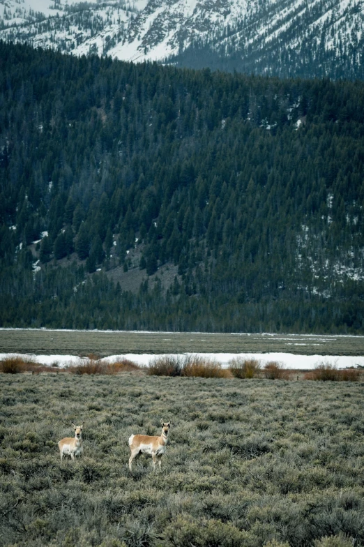 two deer are walking across a snow covered field