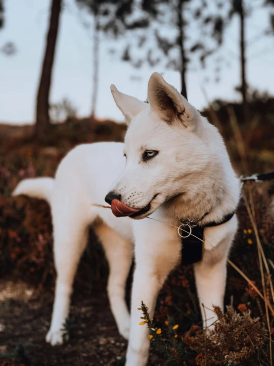 a white dog is on a leash outside