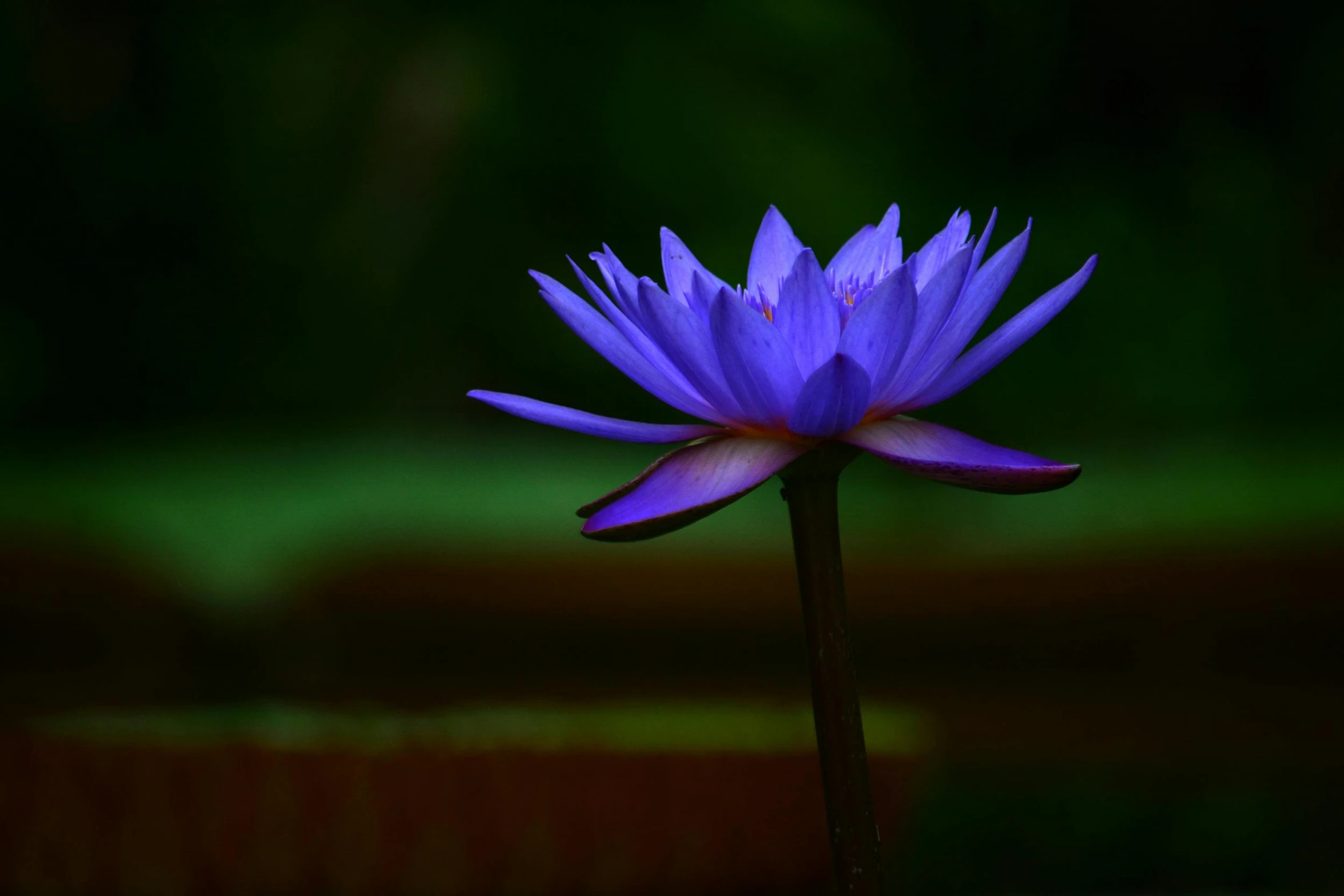 a purple flower is standing alone on a tall stalk