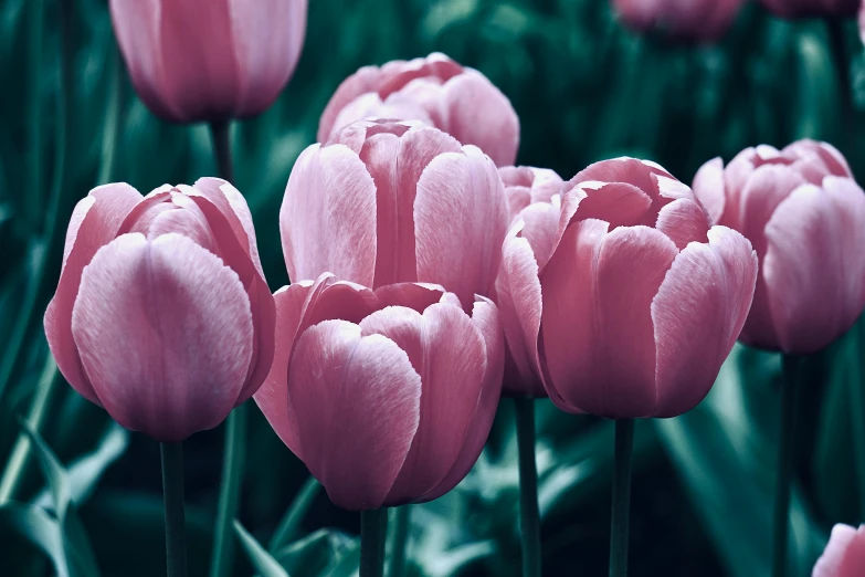 a field of pink tulips that have turned pink