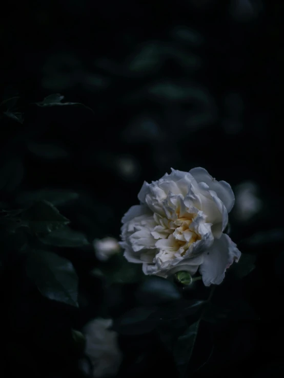 the white flower is on the black plant