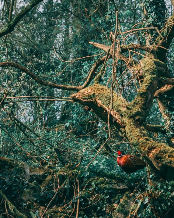 a rooster standing on top of a lush green forest