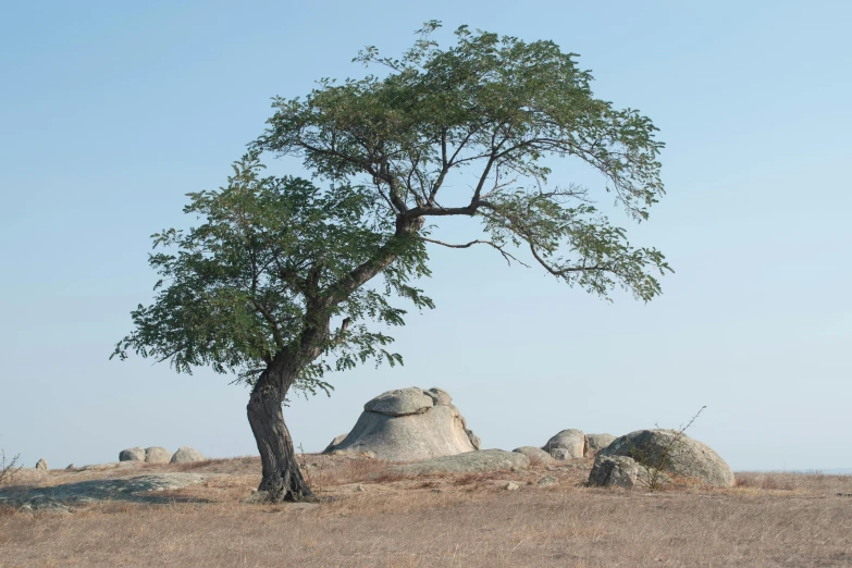 the giraffe is standing in front of the tree