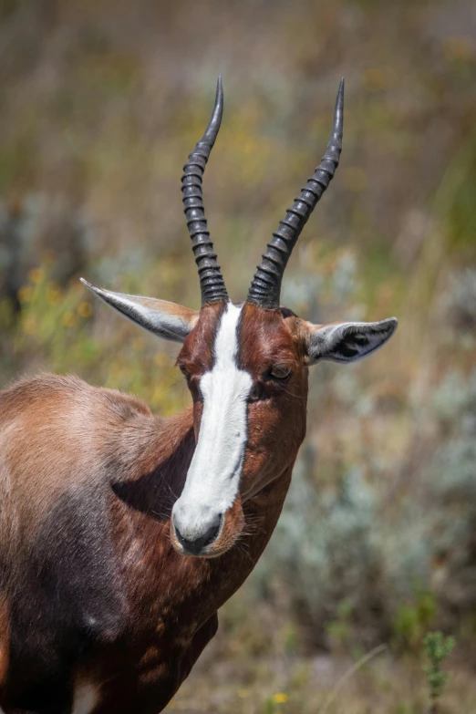 a gazelle looking at the camera while on a savannah