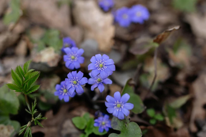 some purple and white flowers on the ground