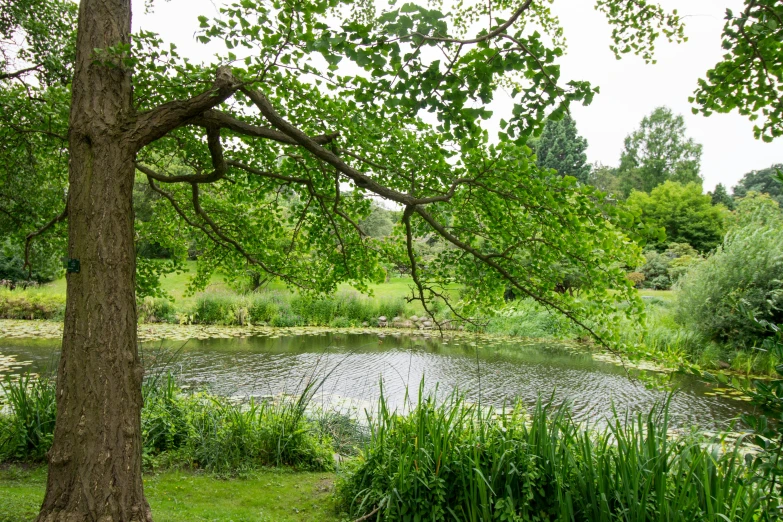 a small pond surrounded by grass and a tree