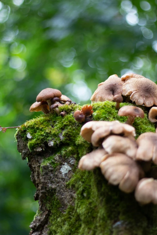 several mushrooms on a tree with moss on it