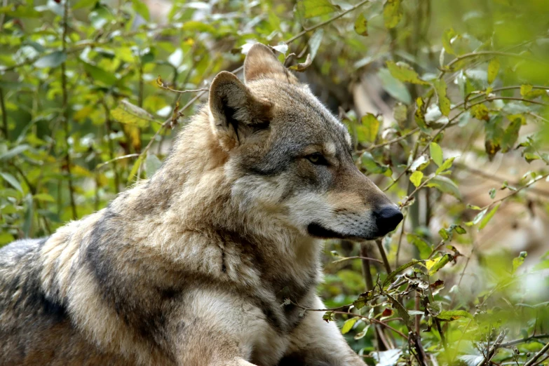 a wolf with grey hair sitting in a wooded area