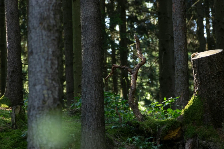 a large tree stump laying in the woods