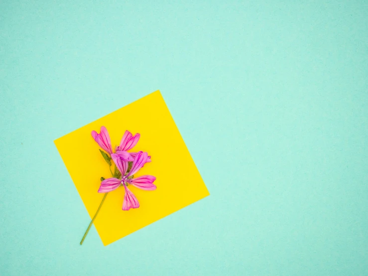 a tiny pink flower sits on a yellow paper