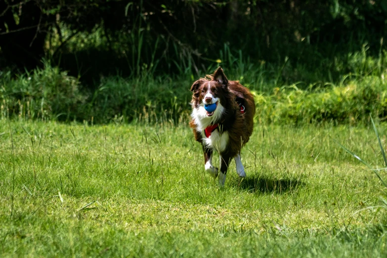 a dog runs across the grass in the woods