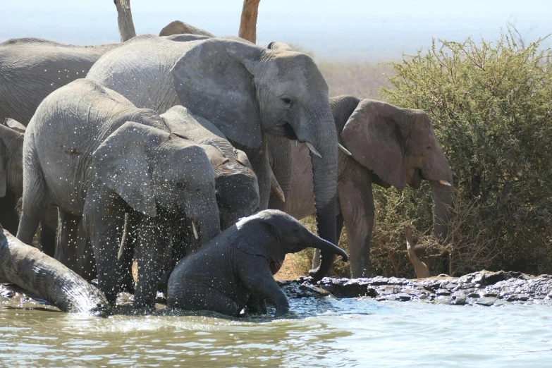 some elephants are taking a drink in the water