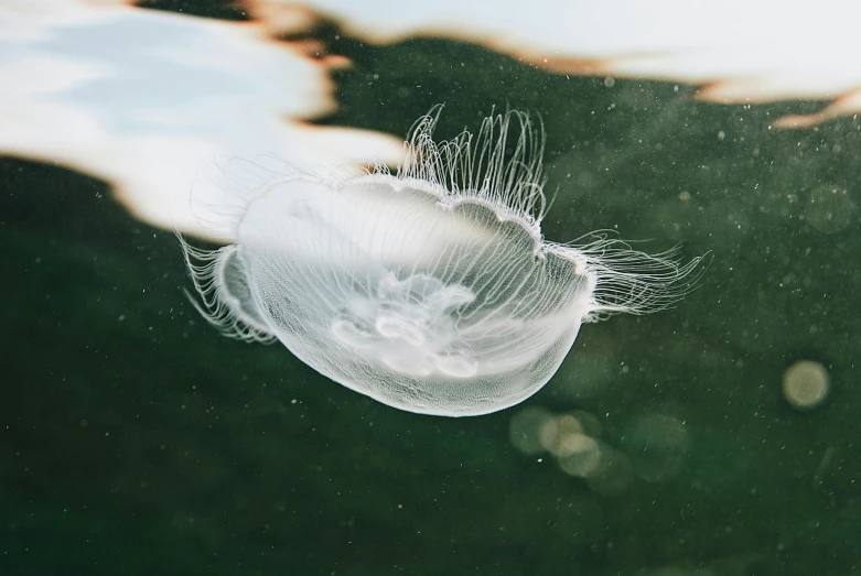 a small jelly fish swimming on top of water