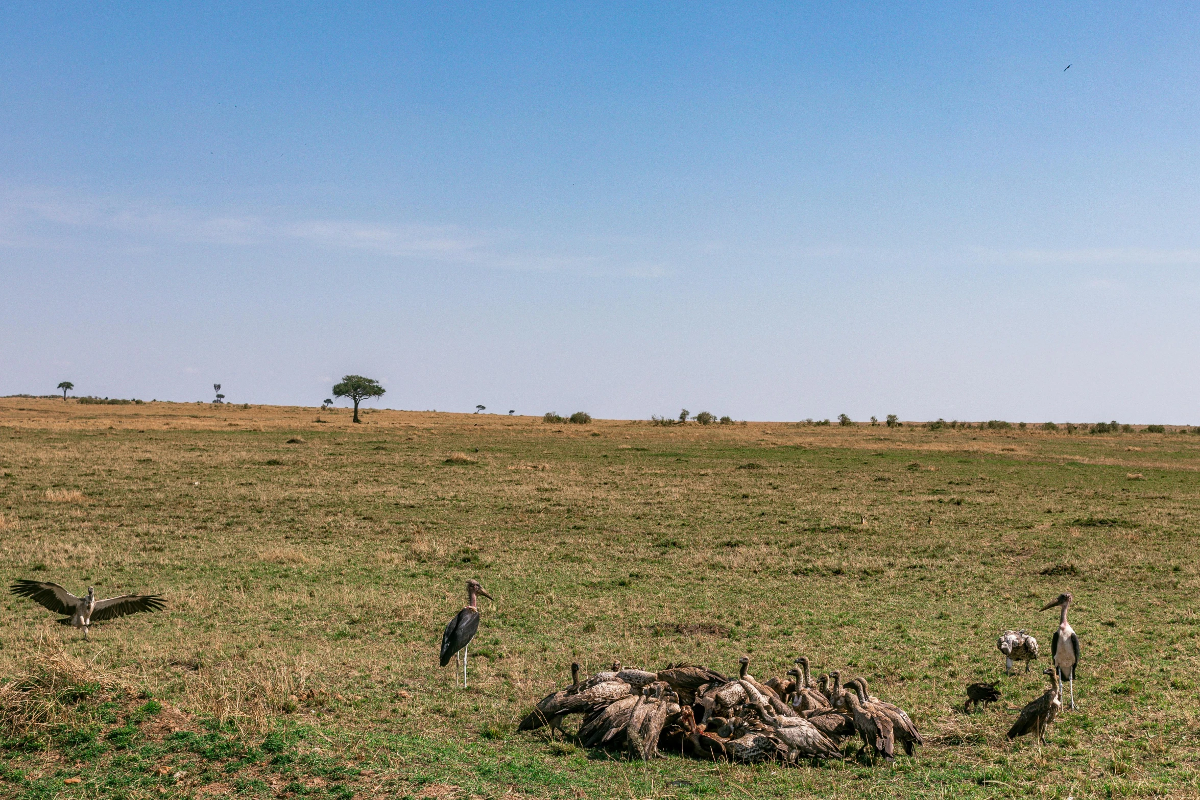 a group of birds sitting around a stump in the middle of an open field