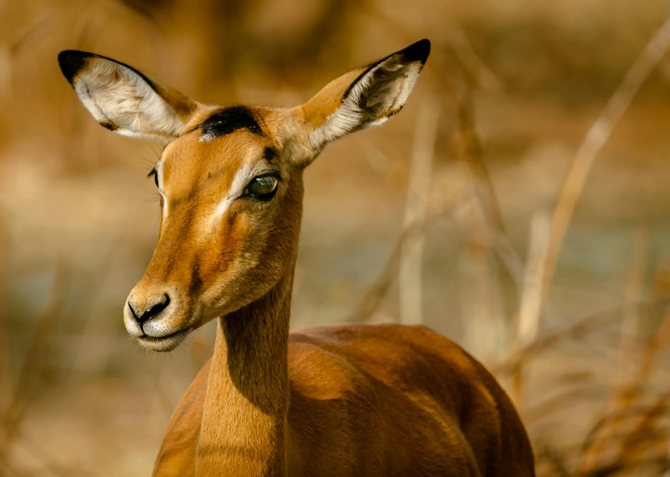 an antelope is standing in a natural setting