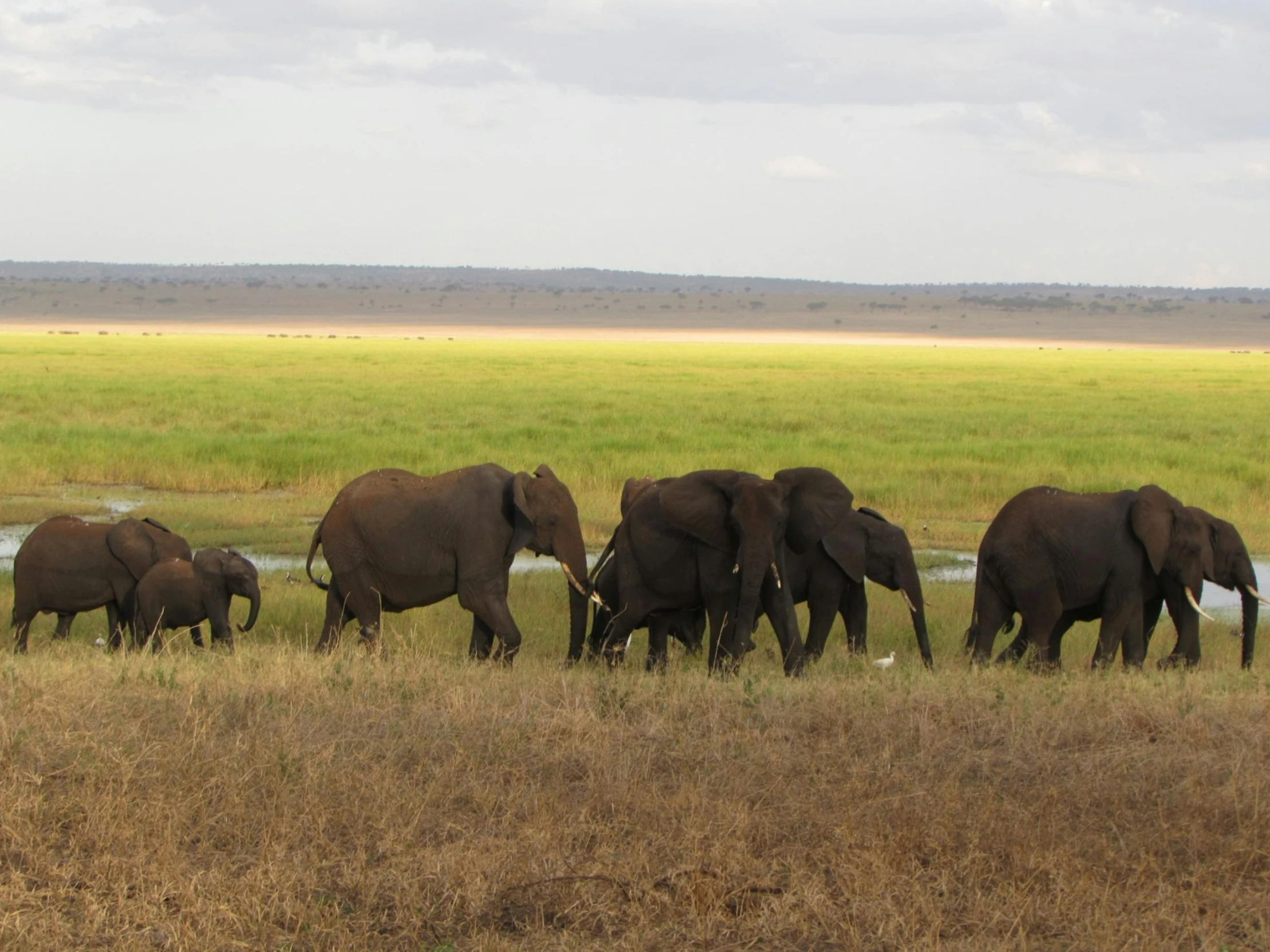 there are many elephants walking by the water