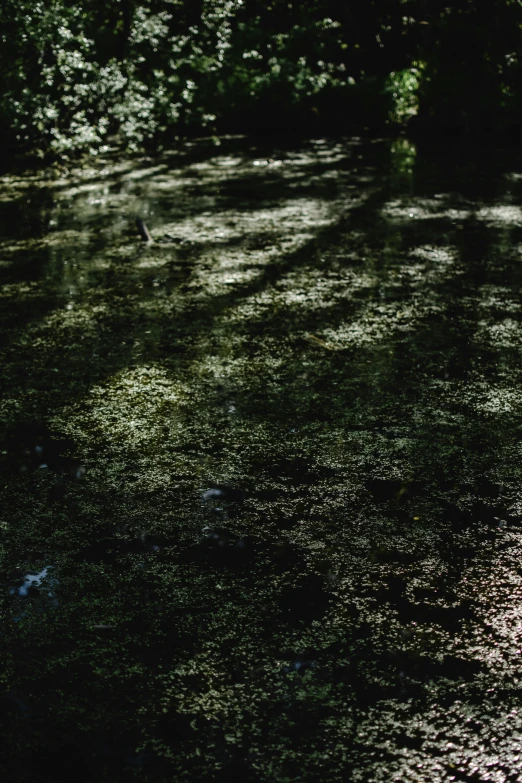 the light is shining on a swampy surface