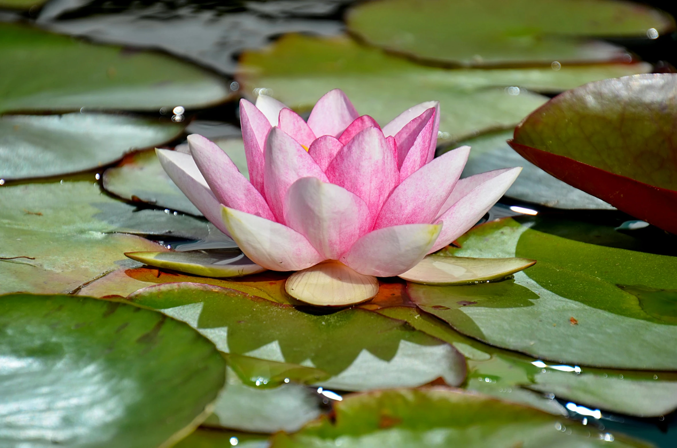 there is a single pink flower blooming from the middle of a lily