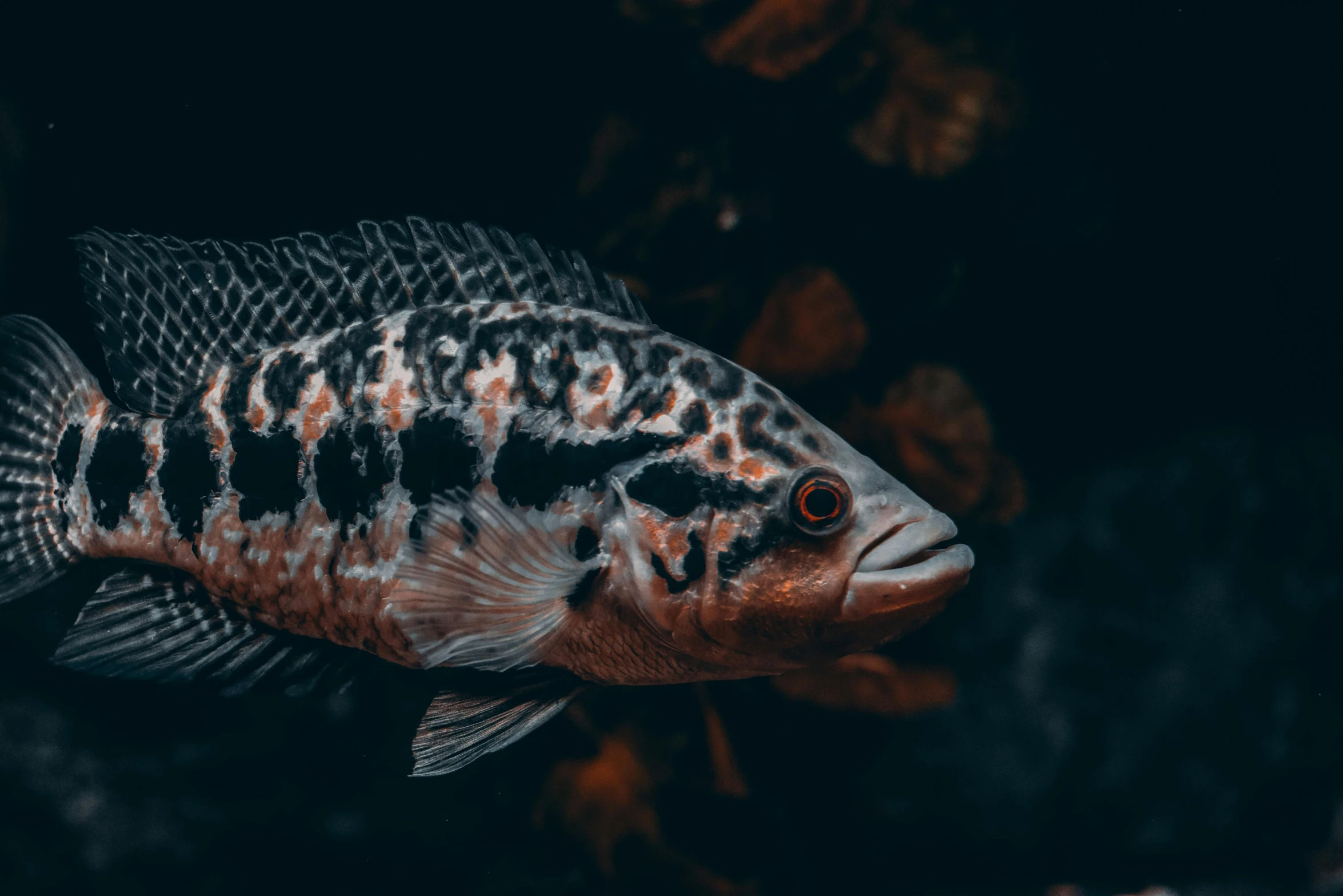 a fish that is black and red with spots on it