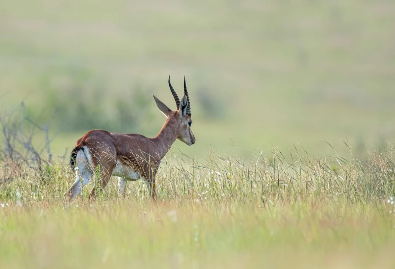 a gazelle running through the tall grass