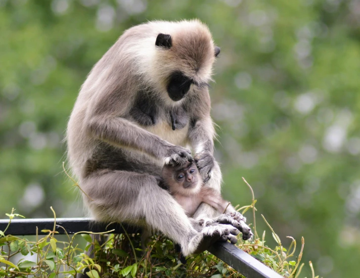 a monkey and its baby sitting on a metal pole