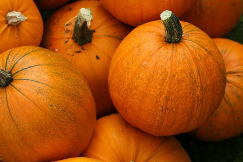 the whole orange pumpkin has been sprouted