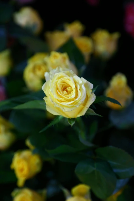 a close up of a rose surrounded by yellow and pink flowers
