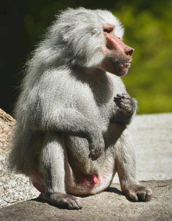 a white baboon holds on to its paws