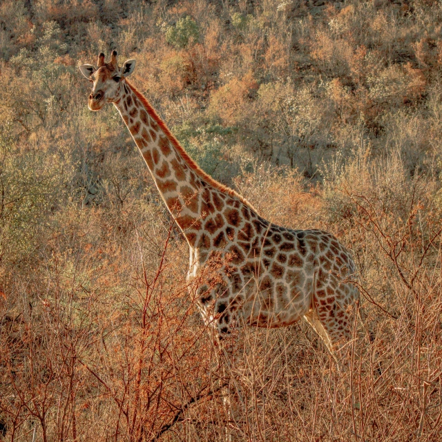 a giraffe standing in the middle of tall grass