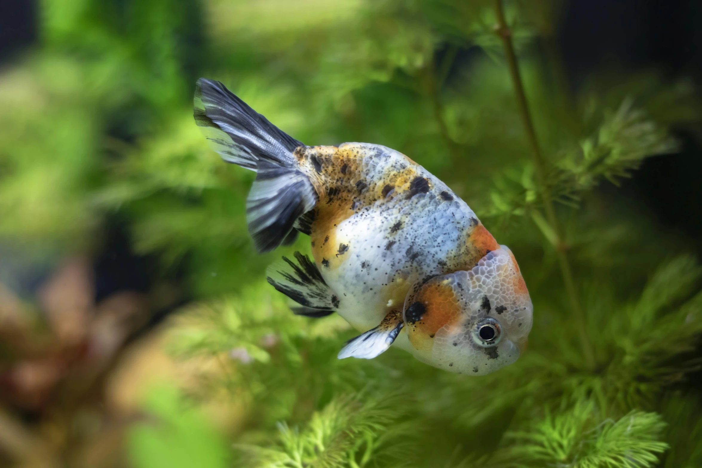 small fish swimming in front of green vegetation