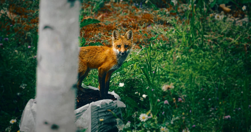 a red fox in a field of tall grass