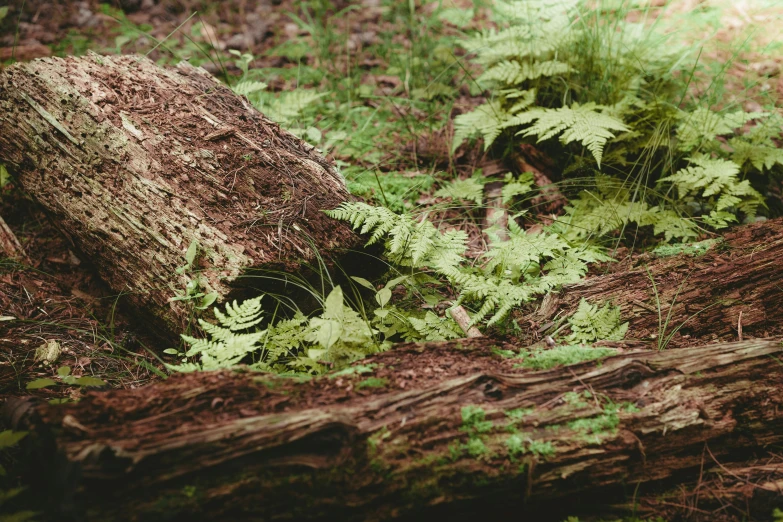 a forest with tall green trees and mossy ground