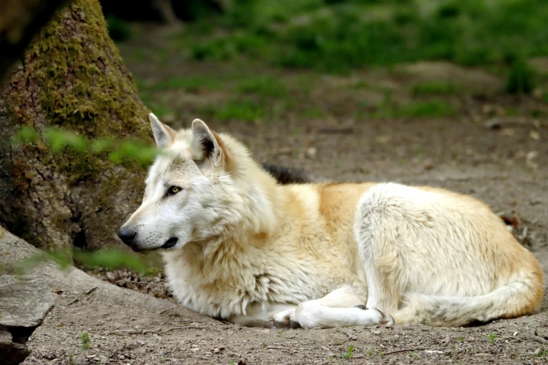 a wolf laying down next to a tree