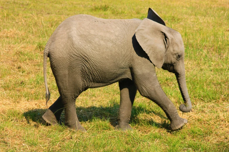 an elephant walking across a grass covered field