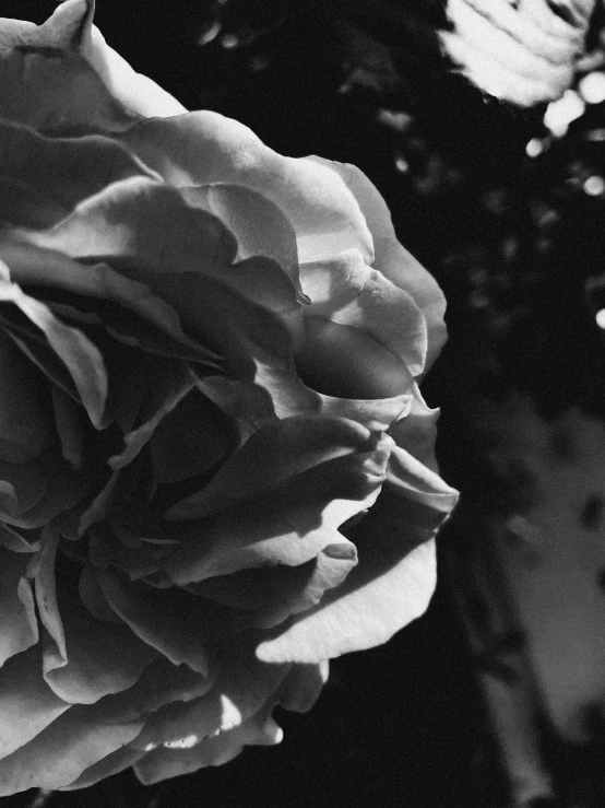 a flower is displayed in black and white