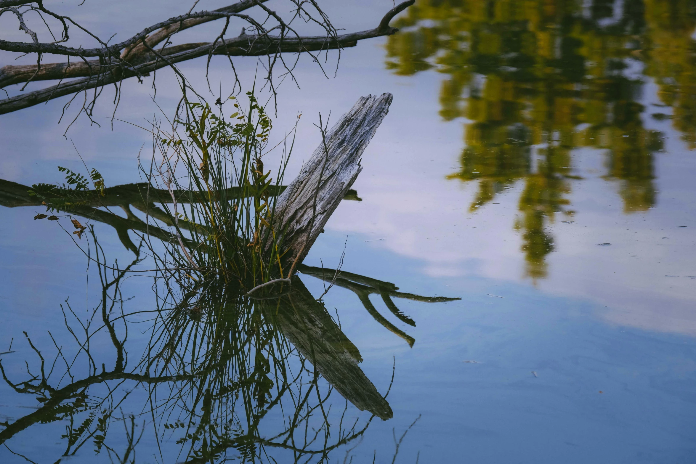 a tree nch sticking out of the water in the swamp