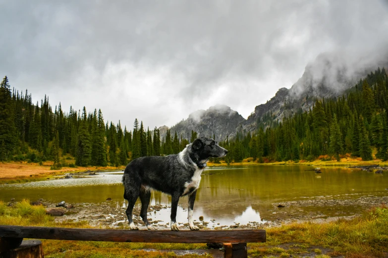 a dog standing at the edge of a lake