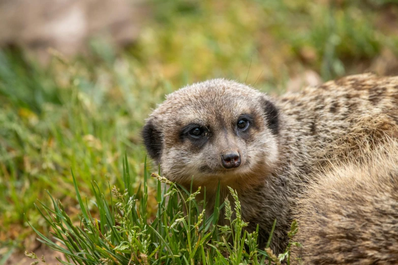 a small animal that is sitting in some grass